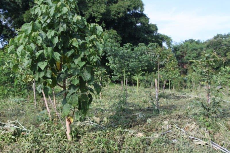 Empresa de reflorestamento ambiental