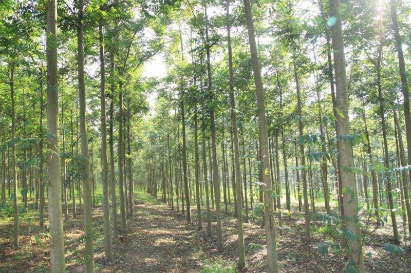 Empresa de reflorestamento em campinas