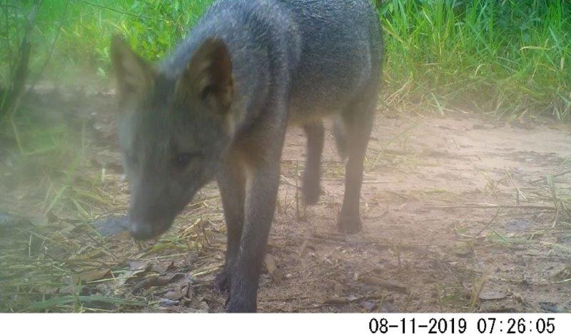 Levantamento de fauna preço