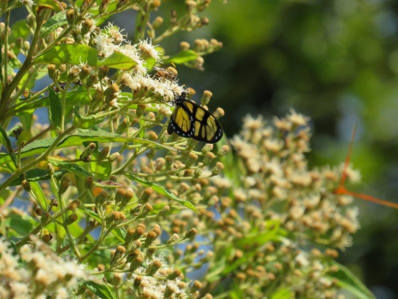 Levantamento de fauna e flora